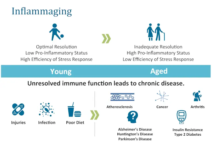 Inflammaging Infographic