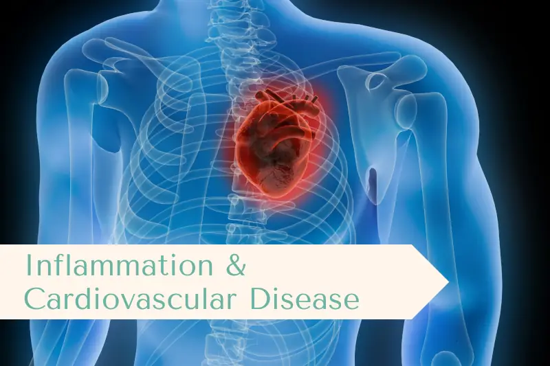 Outline of man showing his heart with Inflammation & Cardiovascular Disease